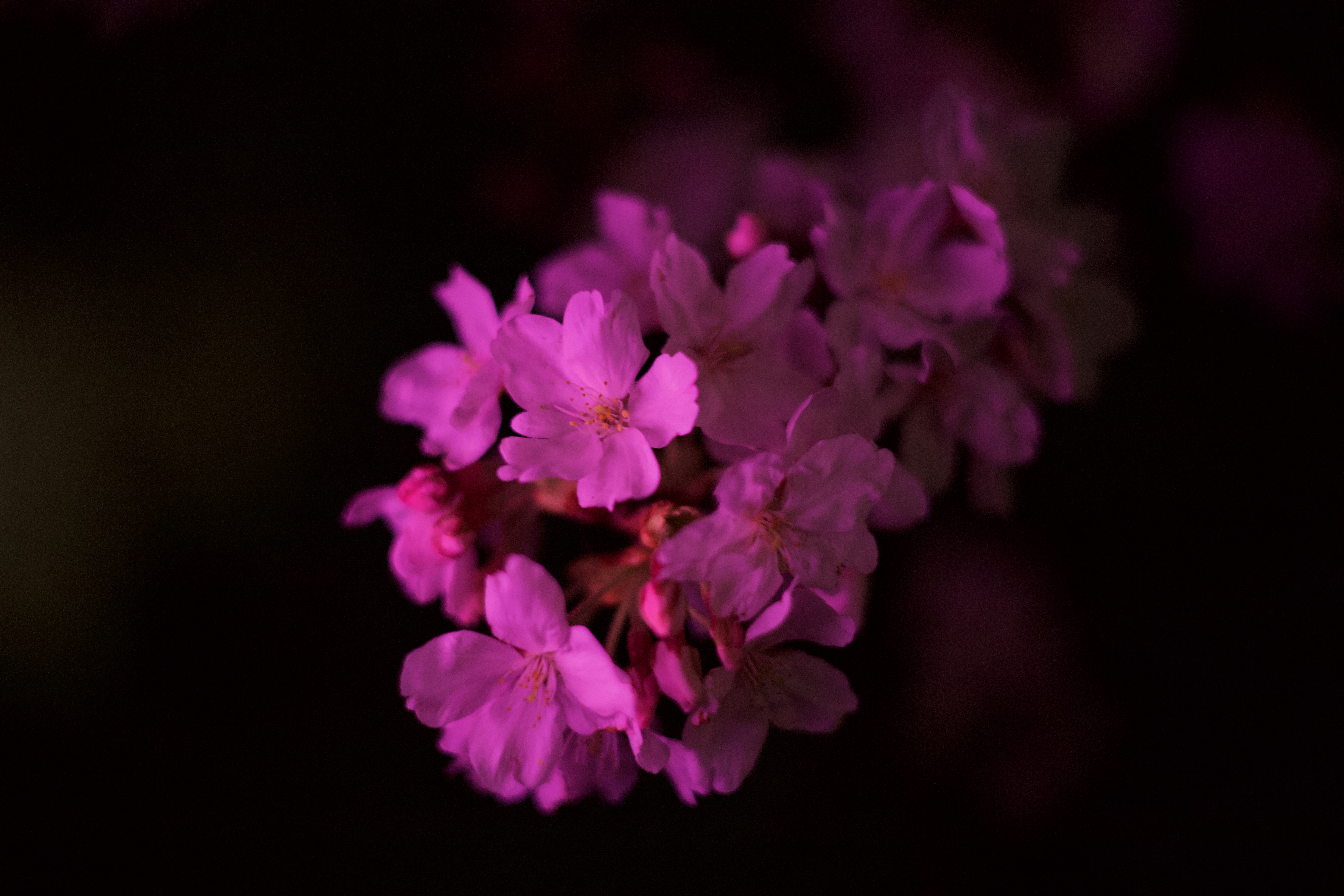 岡崎桜まつり